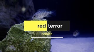 Red Terror Festae Cichlid Babies [upl. by Sillsby]