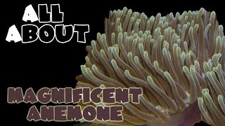 All About The Ritteri Anemone or Magnificent Anemone [upl. by Weibel]