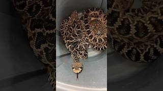 Barrel Full of RATTLESNAKES shorts short animal nature reptiles snake wildlife rattlesnake [upl. by Nada561]