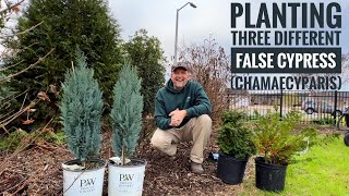 Conifer Kings Discover 3 Stunning Chamaecyparis Varieties  False Cypress Pt 1 [upl. by Nowujalo]