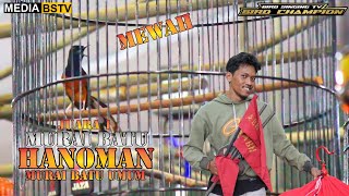 EDUN NGERI ‼️ HIGHLIGHT MURAI BATU HANOMAN JUARA 1 MB UMUM  FULL PUKULAN SEDAP [upl. by Kellsie]