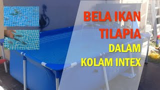 Bela Ikan Tilapia dalam Swimming Pool Intex [upl. by Aimet338]