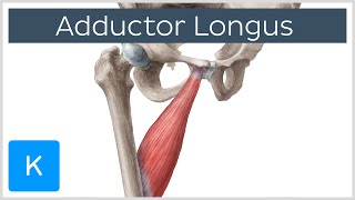 Adductor Longus Muscle  Origin insertion innervation and function  Anatomy  Kenhub [upl. by Annayram]