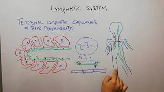 CVS physiology 89 Terminal lymphatic capillaries permeability of lymphatic capillaries [upl. by Sato]