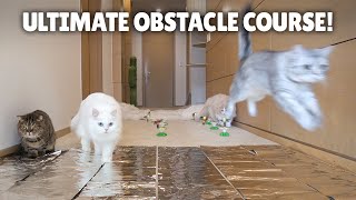 Ultimate Cat Obstacle Challenge  Kittisaurus [upl. by Nadbus]