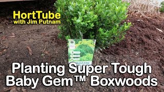 Planting Some Super Tough Baby Gem™ Boxwoods [upl. by Fannie]