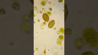 euglena under microscope  shorts euglena euglenoids euglenaundermicroscope [upl. by Cheryl694]