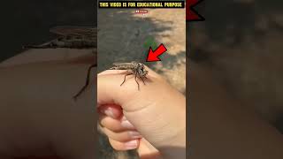 amazingfacts moshquito factsinhindi mosquito animals mosquitogoaway [upl. by Farmer]