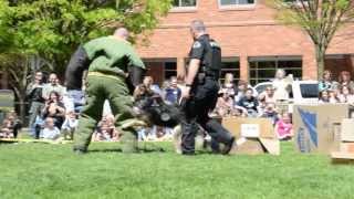 Police K9 demonstration [upl. by Latoya]