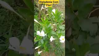 Dipladenia Com Flor [upl. by Olathe642]