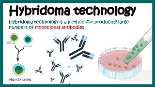 Hybridoma technology  Monoclonal antibody production using hybridoma technology  Animated biology [upl. by Aisyat]