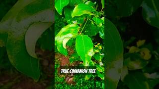 True Cinnamon Tree [upl. by Etnovad]