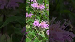 Bee Balm [upl. by Moulden]