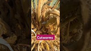 Cutworms in Cycad Palm shorts [upl. by Sukramal]