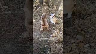 shortsvideo shorts shortvideo short corgi корги pets [upl. by Eila]