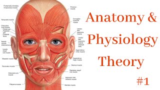 Anatomy amp Physiology 1 [upl. by Anilahs]