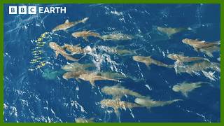 Mob of Sharks Ruthlessly Hunt Fish  Asia  BBC Earth [upl. by Aisinoid]