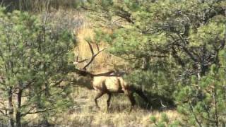 Montana Monster BULL ELK [upl. by Nyrb]