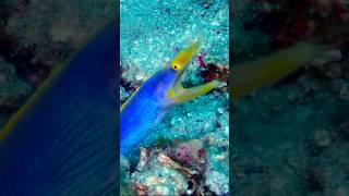 Ribbon Eel Spotted while Scuba Diving Siquijor Philippines [upl. by Innig756]