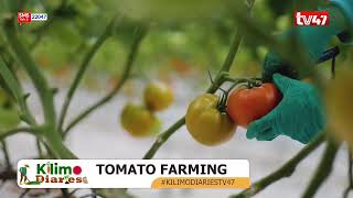 KILIMO DIARIES  Tomato Farming in Kajiado [upl. by Eesak522]