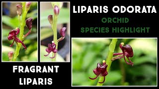 Liparis odorata  Terrestrial Orchid Species Highlight  Care Guide  Nandanam Exotics  By Nirmal [upl. by Yeslehc]