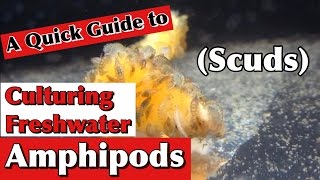 Culturing Freshwater Amphipods ScudsA Quick Guide [upl. by Adihsaar]