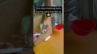 Bisa dicoba ya 😅cat pedulikucing catlover kucing kucinglucu pedulikucingjalanan funny [upl. by Suzzy]