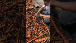 The process of making lemon wood pipe [upl. by Branen]