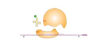 Protein Synthesis Inhibitors antibiotics animation video [upl. by Anaud304]