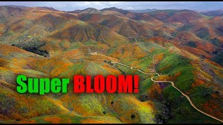 Historic California Super Bloom [upl. by Bakeman]