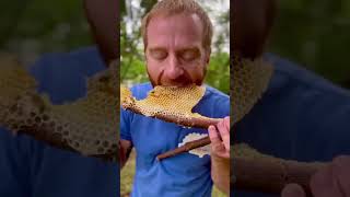 honey honeybee honeycomb bee beelife nature sweet ytshorts food [upl. by Rebeka]