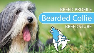 ► Bearded Collie Breed Profile 2022 Temperament amp Training [upl. by Buxton]