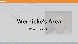 Wernickes Area  Psychology  Chegg Tutors [upl. by Eliseo303]