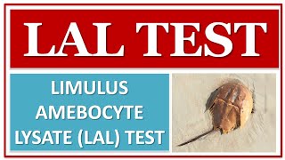 LAL TEST  IMPORTANT FOR EXAM  LIMULUS AMEBOCYTE LYSATE TEST OF PARENTERAL [upl. by Crocker696]