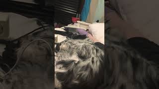 Snoring dog turn up volume [upl. by Ettenajna]