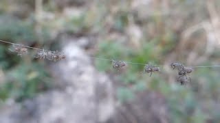 Atypus affinis spiderlings  Purseweb Spiders [upl. by Nath]