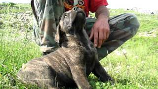 Srpski Odbrambeni Pas  Serbian Defance Dog [upl. by Aribold]