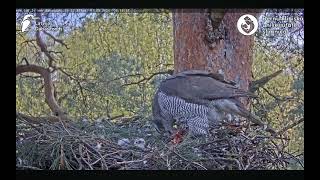 Goshawks RigaBKUS ○ Pērle is feeding her chicks [upl. by Karisa]