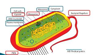 Prokaryotes eukaryotes and viruses [upl. by Durman633]