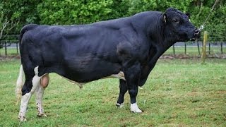 HolsteinFriesian bulls [upl. by Iohk]