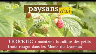 Paysans dici  soutenir la culture des petits fruits rouges dans les Monts du Lyonnais [upl. by Staley]