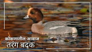 Eurasian Wigeon  तरंग बदक [upl. by Killoran2]