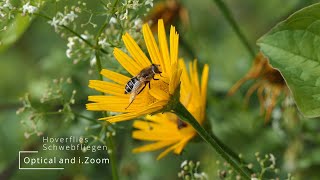 Lumix FZ2000  FZ2500  optical Zoom and iZoom  Schwebfliegen  Hoverflies  Syrphidae  4K [upl. by Anum]