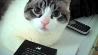 Sir Isaac Cat Reviews Scottish Fine Soaps [upl. by Bennie]