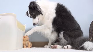 Rescued Tiny Kitten Grows Up Learning How To Be a Good Boy By Big Dog [upl. by Duile449]