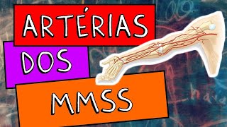 Artérias dos Membros superiores [upl. by Hatnamas]