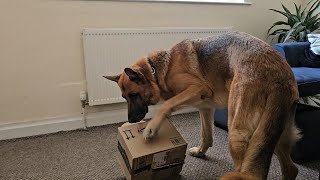 Pawsome Unboxing German Shepherds Tackle Amazon Package [upl. by Ellehcim791]