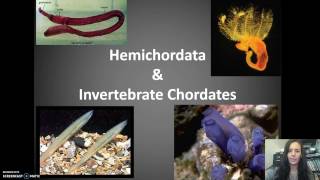 Hemichordates amp Invert Chordates [upl. by Ettelocin815]