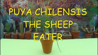 Puya chilensis The Sheep Eater 🪴😮🪴 [upl. by Samoht768]