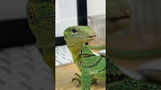 SKYDIVING LIZARD BASILS TAMING UPDATE [upl. by Laughlin841]